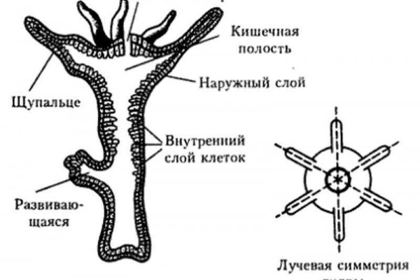 Кракен онион зеркало vtor run