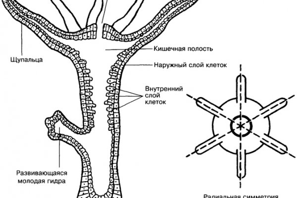 Кракен сс